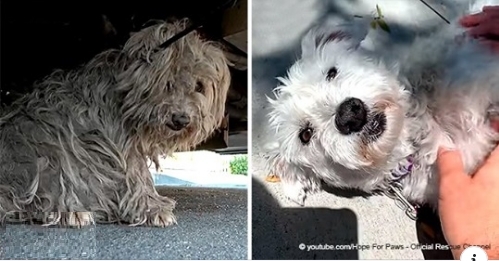 Der haarige Straßenhund ist nicht wiederzuerkennen, nachdem er endlich einen neuen Haarschnitt bekommen hat
